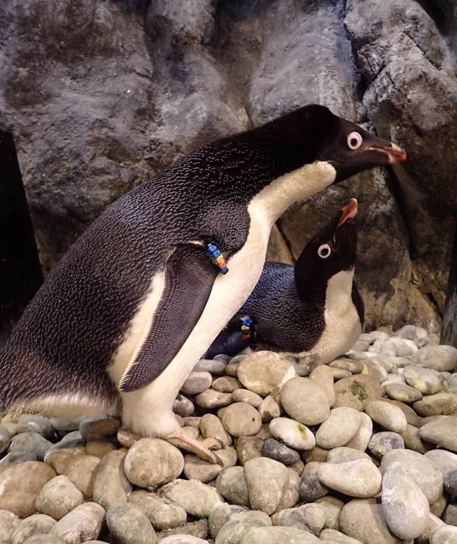 企鹅因适逢繁殖季、纷纷与另一半回到巢穴团圆。（谢佳潾摄）