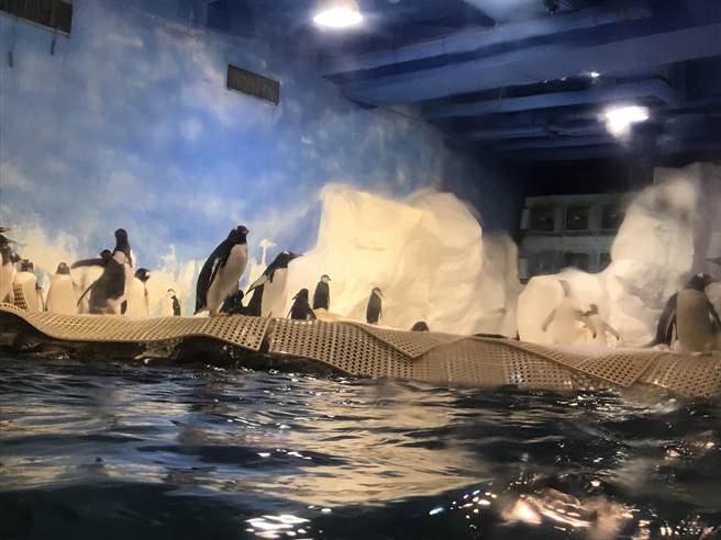 屏东海生馆标售36只非保育类企鹅，引起网友热烈讨论。（谢佳潾摄）