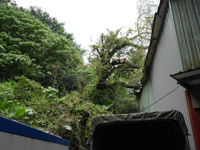 工人遭到虎头蜂攻击之处，与蜂巢仅在隔壁。(黄敬文摄)