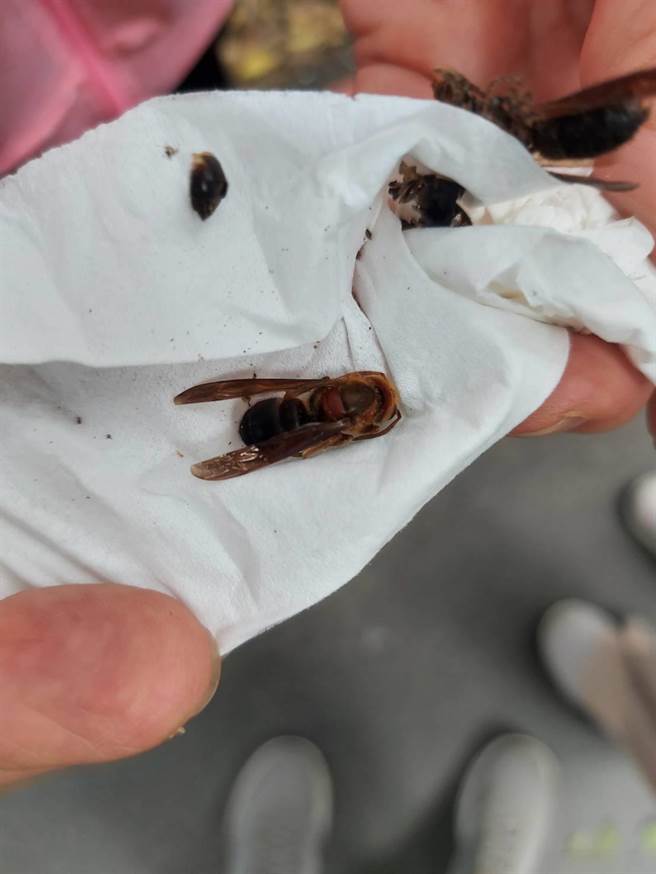 现场残留的虎头蜂尸体。(郑男家属提供)