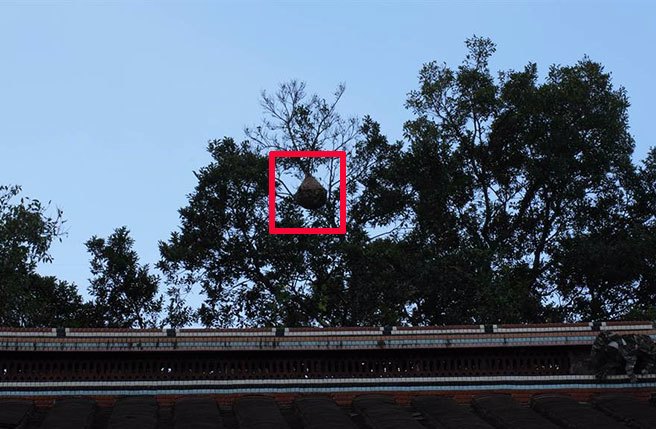 新庄区公所有3名外包厂商的除草工人在施作除草作业时，疑似不慎惊扰虎头蜂巢遭到蜂群攻击，其中有位68岁的除草工郑姓男子被螫伤后原先意识清楚，没想到他送到医院后不久状况便急转直下，目前仍加护病房，情况相当不乐观。(黄敬文摄)