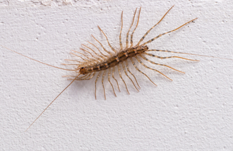 床縫鑽出巨蟲竟有30隻腳 網揭真實身分：蟑螂剋星