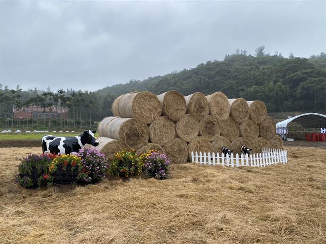 2022桃園鮮奶節今日開幕，會場中設有大型牧草圈，吸引民眾打卡搶拍。（蔡明亘攝）