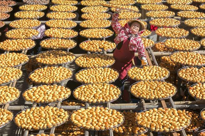 九降风起又到新埔柿饼生产旺季，味卫佳柿饼农场利用九降风和日照晒柿饼。（罗浚滨摄）