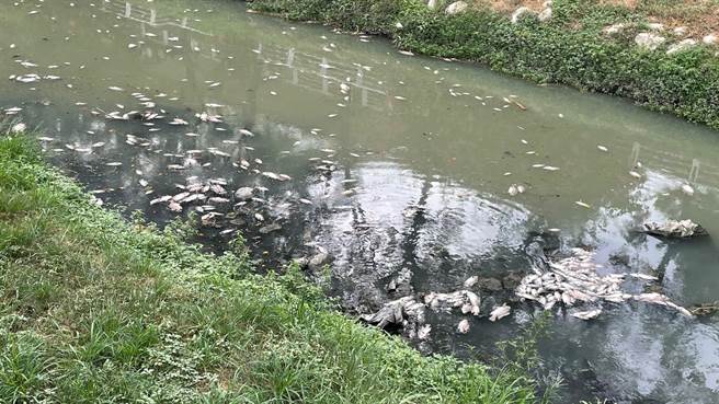 高市鳳山溪出現有300多尾魚暴斃，擱淺在沿岸及溪面，並飄出陣陣惡臭味。（李雅靜提供）