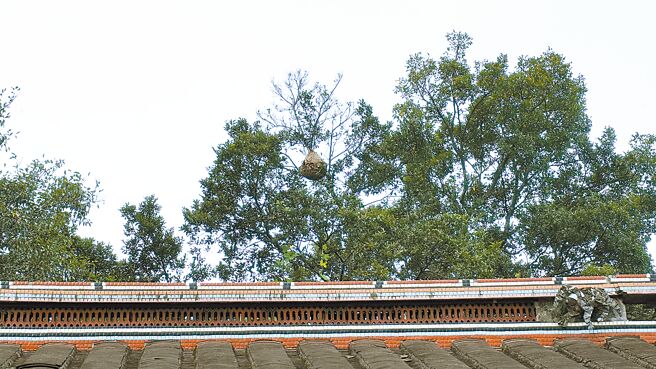 新北市新庄有3名锄草工人在5日早上修剪边坡树木时，疑似不慎惊扰虎头蜂巢遭到蜂群攻击，其中一名68岁的郑姓男子被螫伤后原先意识清楚，没想到送医后不久状况便急转直下，目前仍加护病房，情况相当不乐观。（黄敬文摄）