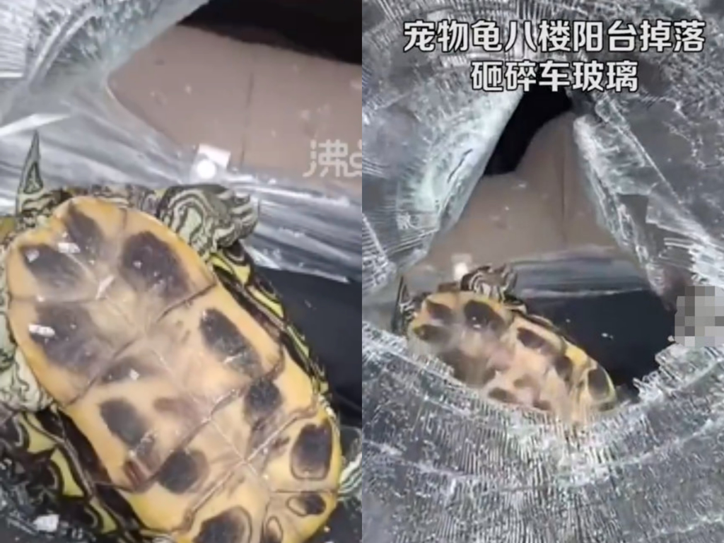 大陆发生一只宠物龟从8楼高的阳台不慎坠落，直接命中车辆挡风玻璃，所幸没有酿成伤亡。图/翻摄沸点视频(photo:ChinaTimes)