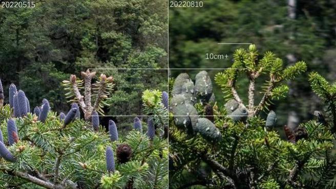 不同时间拍摄的云南黄果冷杉树顶可以看出有些不同，比对之下可以发现又长高约10公分。（图／南方都市报）