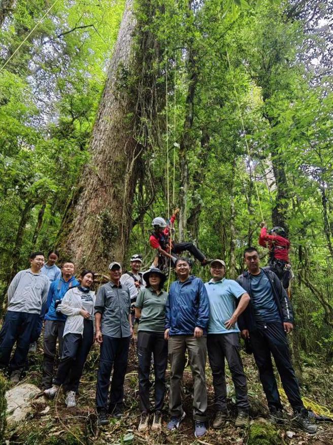 中国科学院植物所团队在西藏考察发现大片云南黄果冷杉原始森林，其中一颗高达82米。随后再次组织巨树科考队前往考察，测量出该树为83.4米，是中国最高的树木。（图／南方都市报）