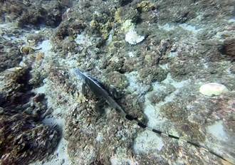 這不是酷斯拉？ 小琉球海底驚見綠鬣蜥悠游