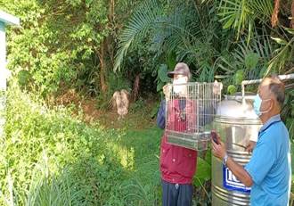 貢寮民眾拾獲領角鴞寶寶 動物之家照顧2個半月野放