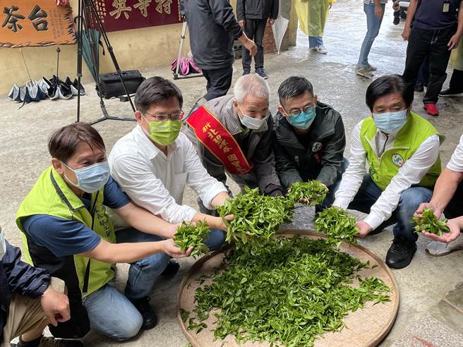 民进党新北市长参选人林佳龙今与土树三莺市议员参选人卓冠廷拜会三峡国宝级茶师黄文雄，参访三峡特有种「青心柑种」的茶叶产制流程、体验绿茶制作。（蔡雯如摄）