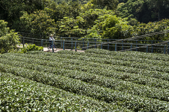 坪林北勢溪自行車道坡處平緩，途經許多茶園，踩著兩輪探訪老茶鄉非常愜意。（圖/ 行遍天下）