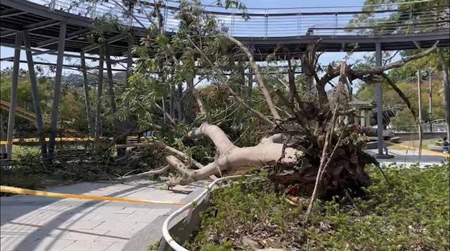 清水区鳌峰山运动公园上午11时30分，发生路树倒塌的意外，造成两名大人及一名儿童受伤。(民眾提供)