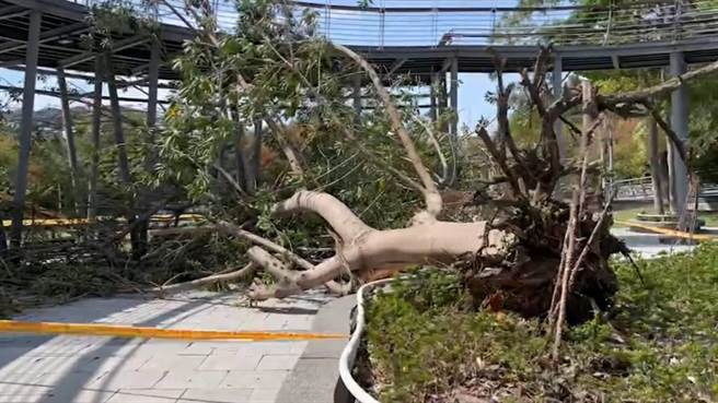 清水区鳌峰山运动公园10日上午11时30分，发生苦楝树倒塌的意外，造成一家三口被树压伤送医的意外。（台中市消防局提供）