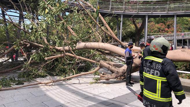 清水区鳌峰山运动公园10日上午11时30分，发生苦楝树倒塌的意外，造成一家三口被树压伤送医的意外。（台中市消防局提供）
