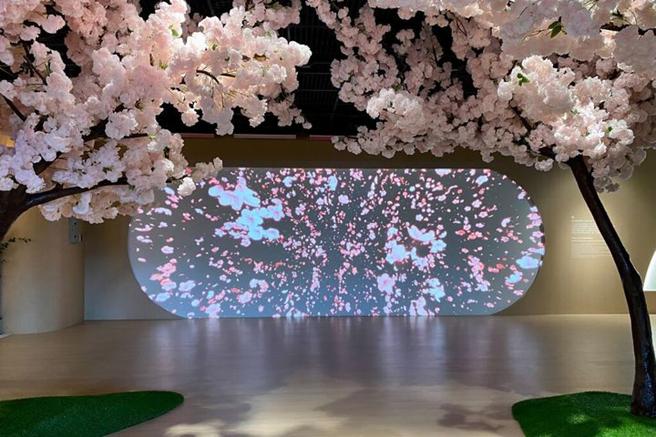三芝游客中心展示馆更新－感受「梦境之樱」光影之美。　图：北海岸及观音山国家风景区管理处／提供 