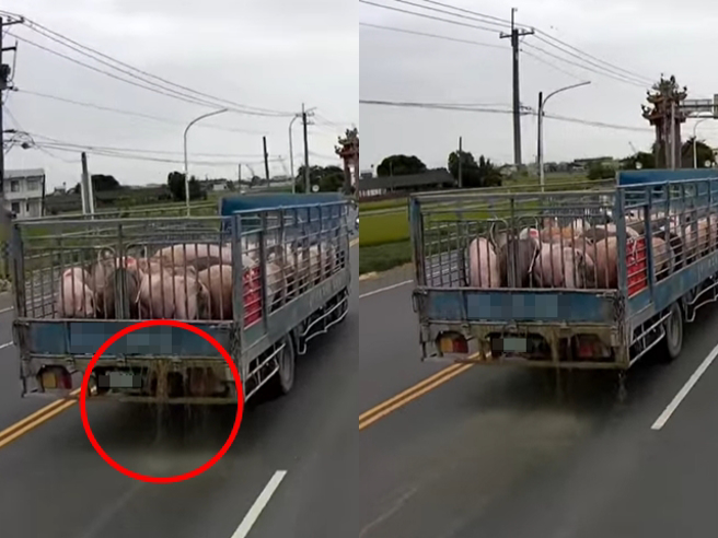 云林1位民眾日前在路上直击1辆运猪车后方渗出黄色污水，疑是车上猪的排泄物，大量屎水沿路泼洒路面。（翻摄自脸书「爆料公社」）