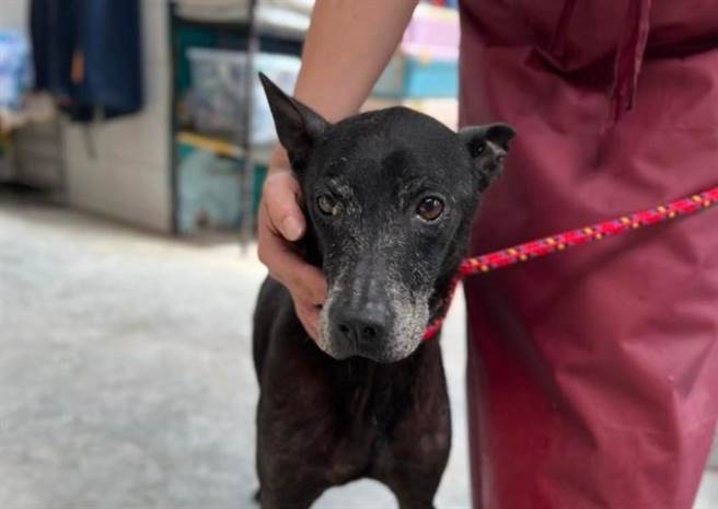 小八走失超過4年。（新北市動保處提供／李奇叡新北傳真）