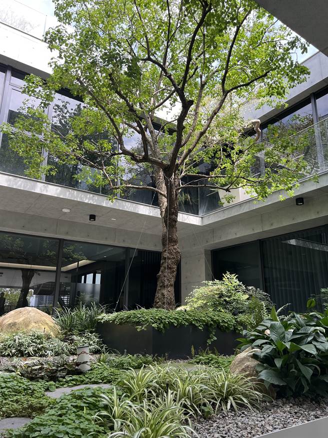 汉宇建设「见筑馆」以「回」字为设计理念，2楼栽种高2层楼的乌桕树。(林欣仪摄)