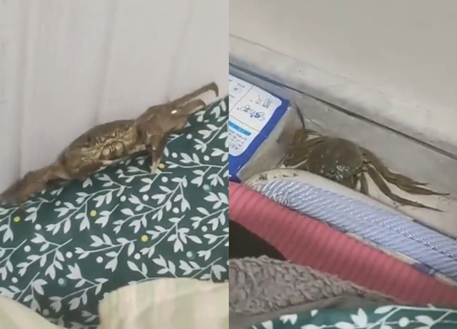 男子在十一连假买了螃蟹吃，岂料却有1只漏网的「逃跑蟹」连2天出现在他房间。（翻摄自微博）