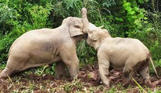 斷鼻家族催生人象和諧法律服務點 守護亞洲象生物多樣性