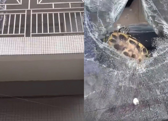 烏龜8樓墜落砸碎擋風玻璃 民眾見「翻肚狀」驚：還能動