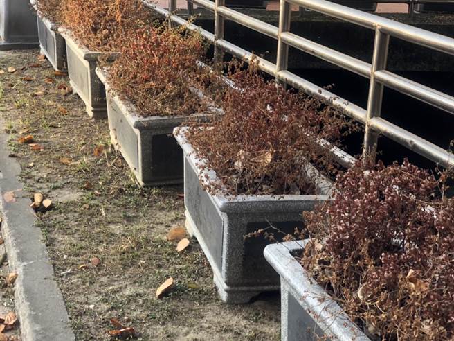 潭子运动公园因管理维护不善，加上秋冬少雨，许多花木接连乾枯。（市议员萧隆泽提供）