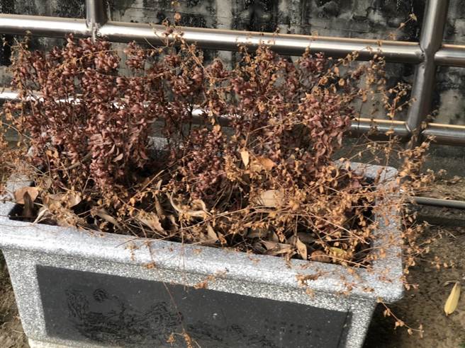 潭子运动公园因管理维护不善，加上秋冬少雨，许多花木接连乾枯。（市议员萧隆泽提供）