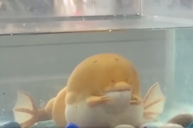 近日一名網友分享詭異青蛙影片，只見牠腫成一顆球，全身呈現黃色，看起來像是遊戲《寶可夢》裡的可達鴨。(圖翻攝自/爆廢公社公開版)