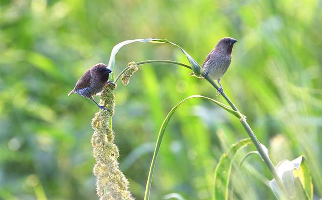 小米接近成熟期，常吸引斑文鳥等野鳥搶食。（莊哲權攝）  
