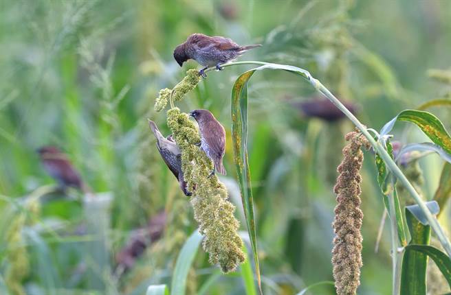 小米接近成熟期，常吸引斑文鳥等野鳥搶食。（莊哲權攝）  