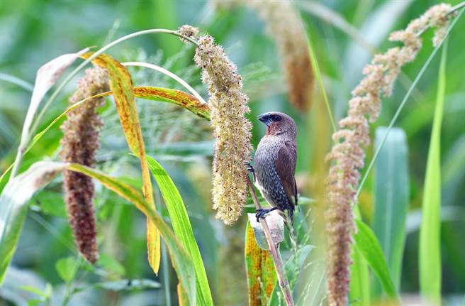小米接近成熟期，常吸引斑文鳥等野鳥搶食。（莊哲權攝）  