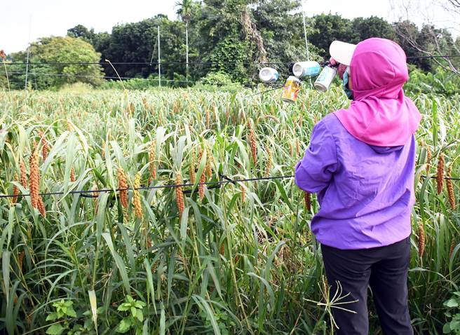 為了保住辛苦栽種的小米，農民猛搖著繫有鐵罐的繩子，防制鳥害。（莊哲權攝）