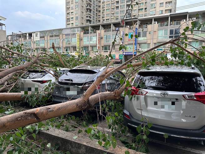 高雄市楠梓區12日下午一棵路樹因為不明原因倒塌，波及樹旁車輛。（翻攝照片／林瑞益高雄傳真）