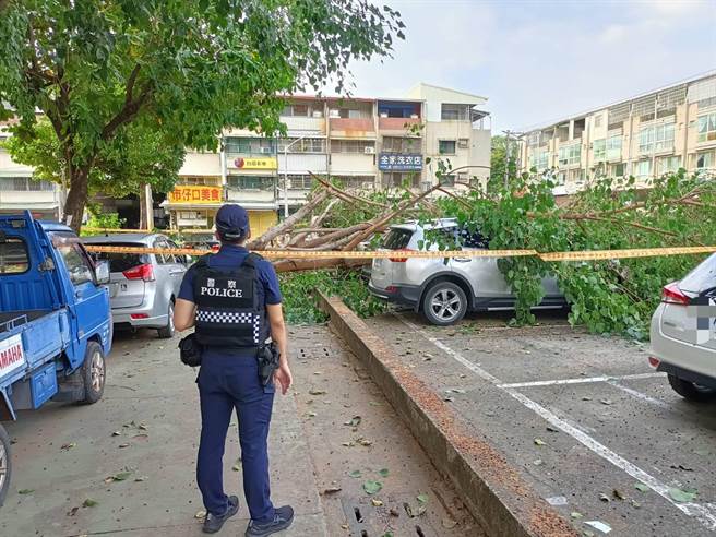 高雄市楠梓區12日下午一棵路樹因為不明原因倒塌，波及樹旁車輛，楠梓警方到場維安。（翻攝照片／林瑞益高雄傳真）