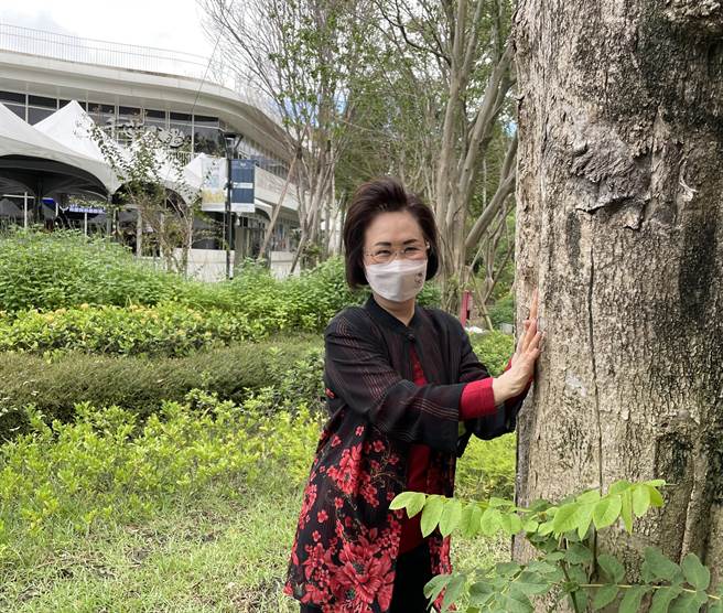 琼瑶现身淡水沪尾艺文休閒园区，抚摸她种了超过30年的爱树火焰木。（林淑娟摄）