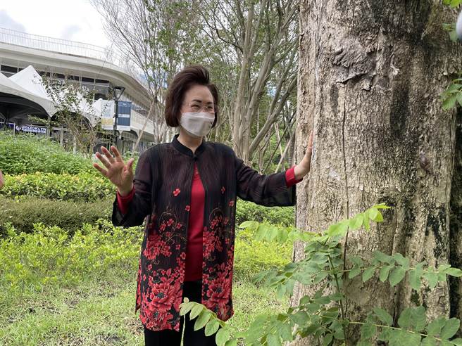 琼瑶现身淡水沪尾艺文休閒园区，抚摸她种了超过30年的爱树火焰木。（林淑娟摄）
