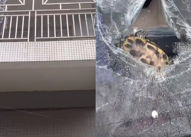 有隻烏龜疑似「逃跑」，竟直接從8樓陽台墜落，直接砸碎在下方1輛汽車擋風玻璃。（翻攝自微博）