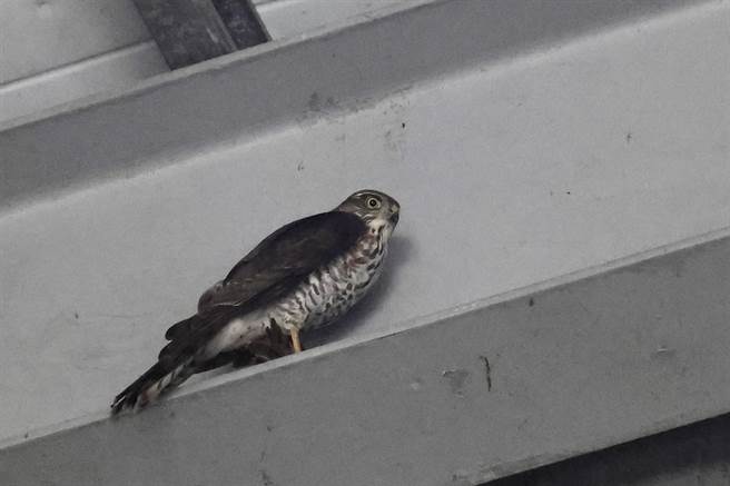 一只松雀鹰为了捕捉麻雀，误入修车厂而受困。（李顺益提供／李忠一宜兰传真）