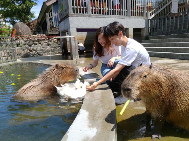 凡购买绿舞旅展住宿券，就送萌宠喂食体验。（绿舞国际观光饭店提供）
