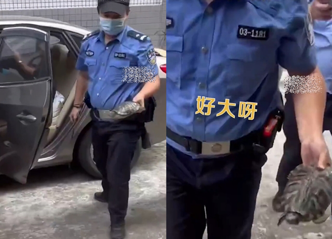 烏龜墜樓後，當地警方前來查看，將烏龜抓起，該烏龜竟然還會可以4肢活潑亂跳的擺動。（翻攝自微博）
