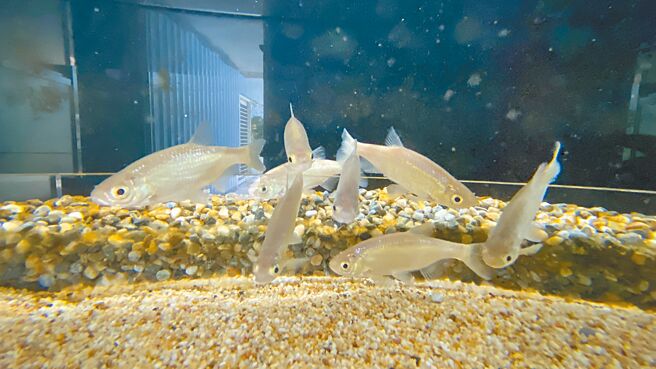 大鳞梅氏鳊已列为国家保育类野生动物，但近年的原生淡水鱼类调查均已查无其踪迹。（于家麒摄）