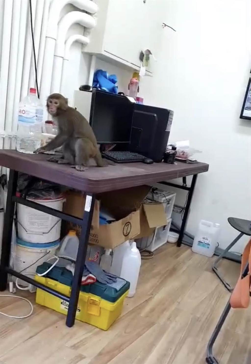 台南山上花園水道博物館今天出現台灣獼猴在辦公室「視察」