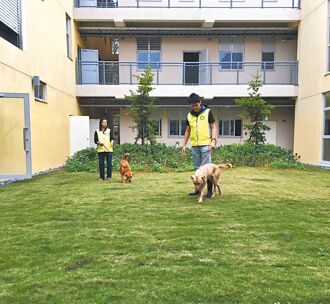 竹市認養浪犬 送首年免費寵物險