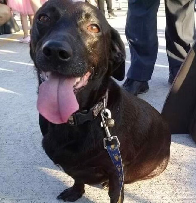 「不點」在手術前悶悶不樂，是因為擔心自己醒不過來。(圖/不點姐姐 授權提供)