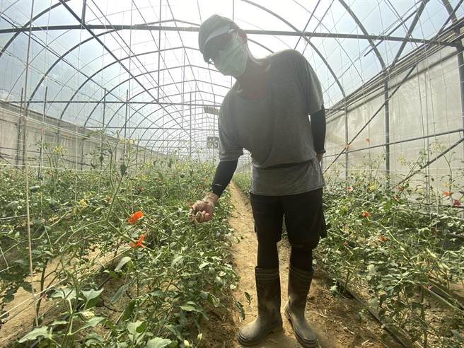 青农王国盛说，2年来温室栽种番茄与洋香瓜都没有收成。(曹婷婷摄)