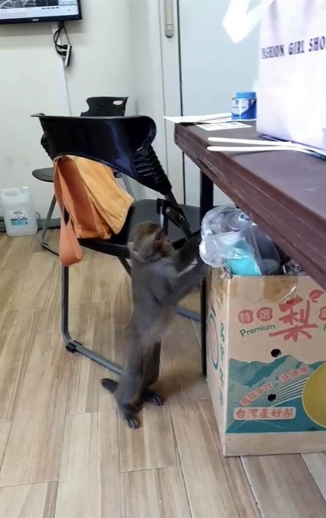 台湾猕猴跑进台南山上花园水道博物馆办公室「视察」。(山上花园水道博物馆提供／曹婷婷台南传真)