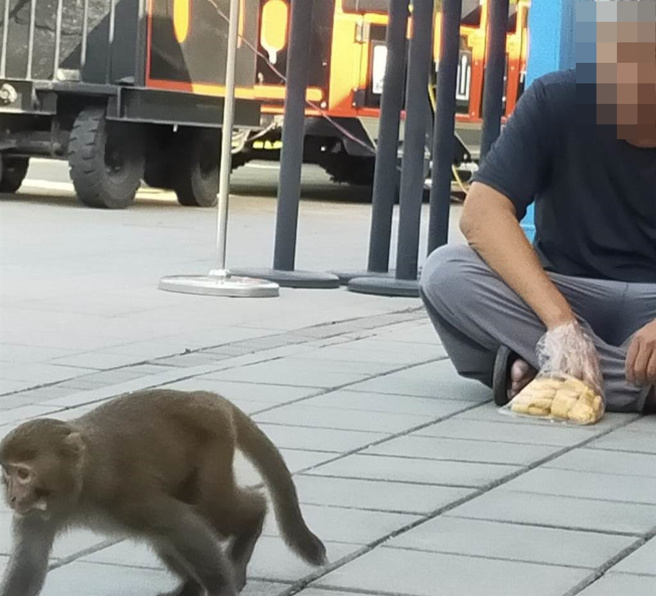 台湾猕猴跑进台南山上花园水道博物馆办公室「视察」，经农业局派员诱捕后被带回安置。(山上花园水道博物馆提供／曹婷婷台南传真)