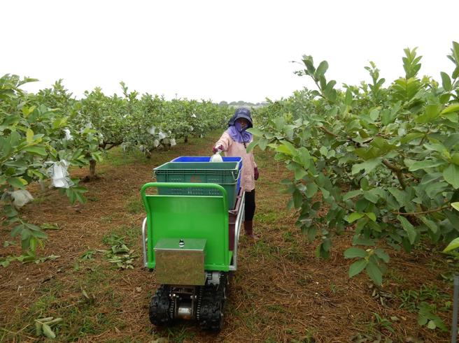 农委会高雄区农业改良场研发之「履带式电动智能跟随搬运机」可自动跟随，方便採收，大幅减轻农民搬运的劳力负担。（图/品观点提供）